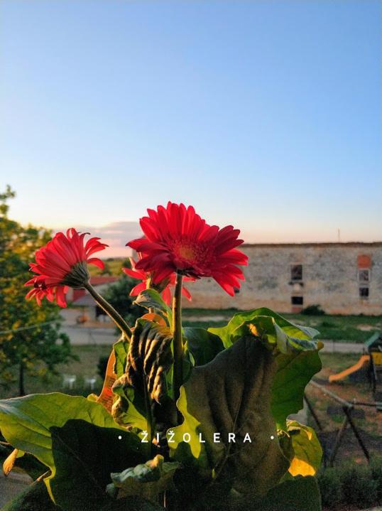 Stancija Cervar Apartment
